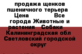 продажа щенков пшеничного терьера › Цена ­ 35 000 - Все города Животные и растения » Собаки   . Калининградская обл.,Светловский городской округ 